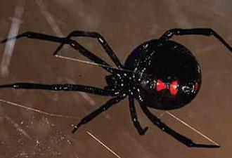 Почему нельзя убивать домашних пауков Что сулит судьба тому, кто убьет паука