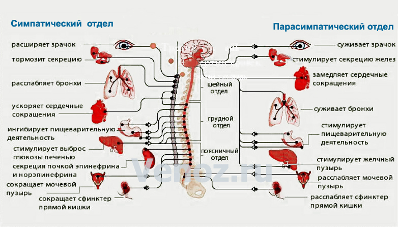 Секреция желез симпатический отдел и парасимпатический отдел. Спкреция железсимпатический отдел и парасимпатический отдел. Симпатическая и парасимпатическая нервная система.