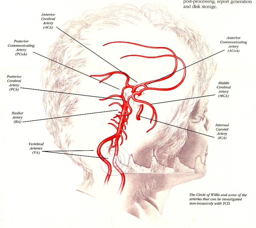 Транскраниальных артерий и вен