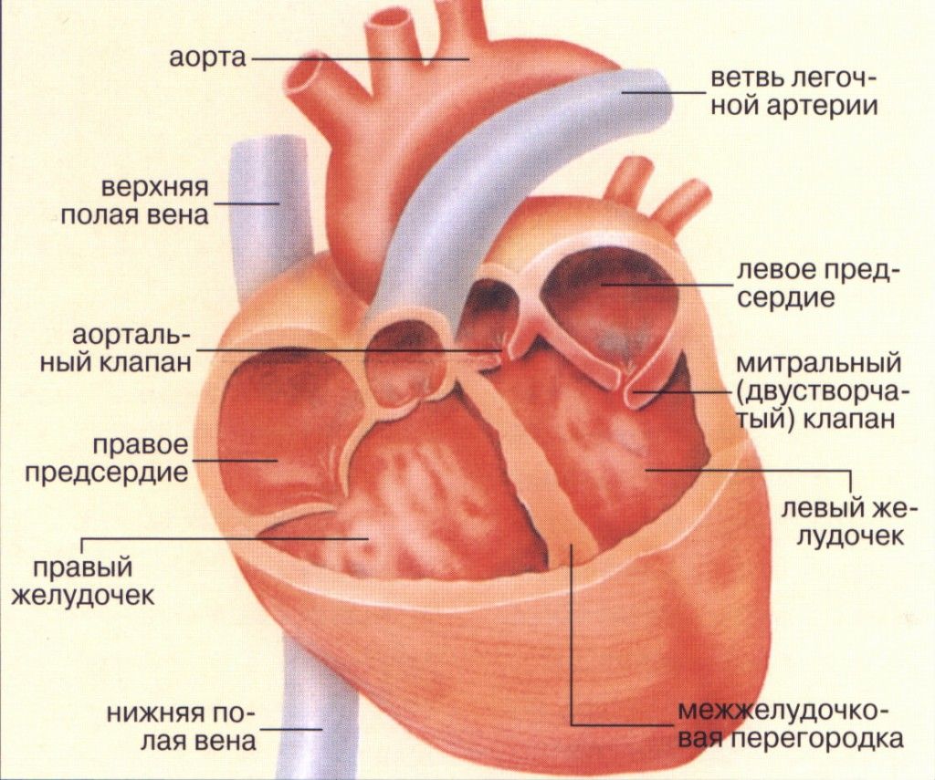 Увеличенное сердце. Увеличение сердца причины. Сердечный клапан ревматизм. Сердце увеличено в размерах причины.