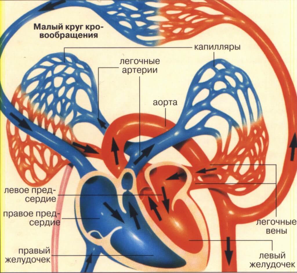 Малый круг кровообращения состав. Малый круг кровообращения анатомия. Кровеносная система малый и большой круг. Малый круг кровообращения схема анатомия человека. Малый легочный круг кровообращения.