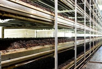 Royal brown champignon πώς να καλλιεργήσετε Πιάτα από βασιλικά μανιτάρια