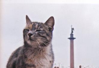 چگونه گربه ها لنینگراد محاصره شده را از حمله موش ها نجات دادند حقایق جالب در مورد محاصره گربه های لنینگراد