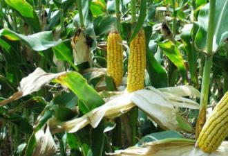 К чему снится кукуруза по современному соннику