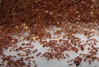 Ateş karıncası: savunmada tek kelime yok Kırmızı tropik karıncalar