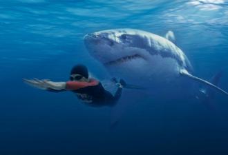 Любопытные факты о белых акулах Какой факт об акулах правда